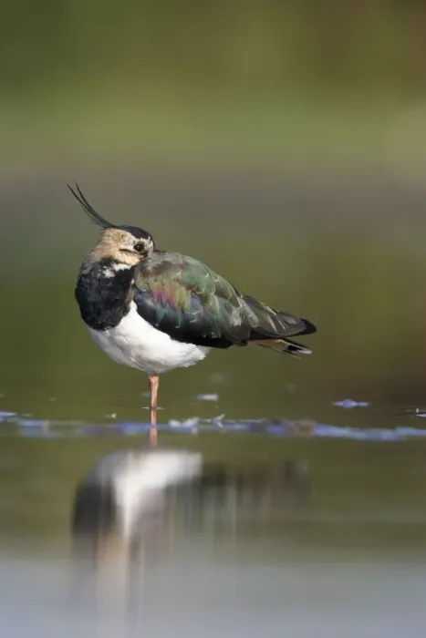 Framed Print : Northern Lapwing Framed Print : Northern Lapwing