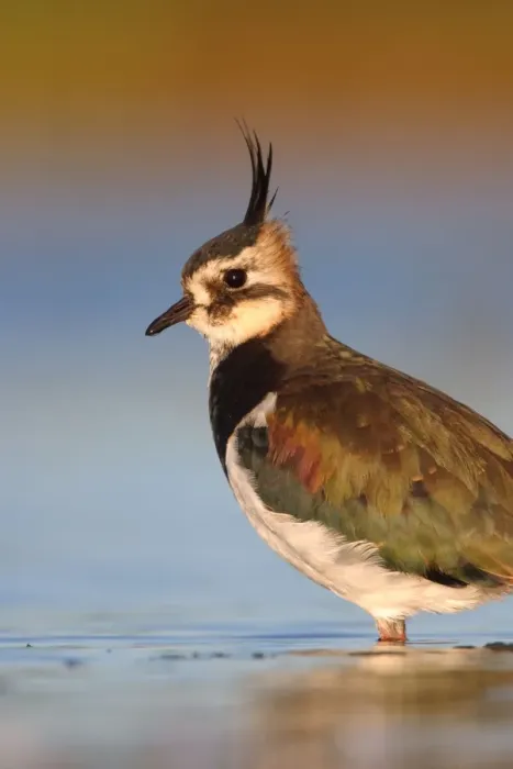 Framed Print : Northern Lapwing Framed Print : Northern Lapwing