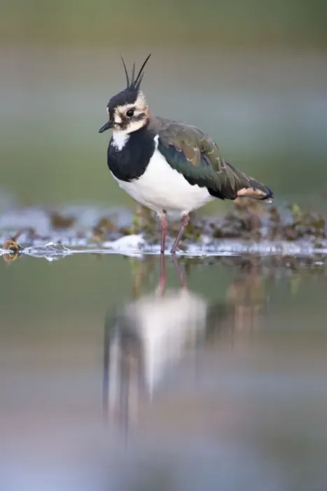 Framed Print : Northern Lapwing Framed Print : Northern Lapwing