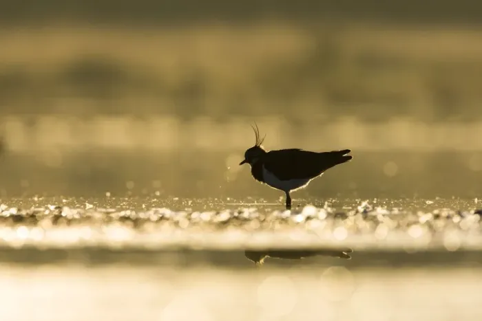 Framed Print : Northern Lapwing Framed Print : Northern Lapwing