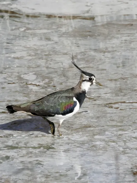 Framed Print : Northern Lapwing. Coto Donana National parck - Spain Framed Print : Northern Lapwing. Coto Donana National parck - Spain