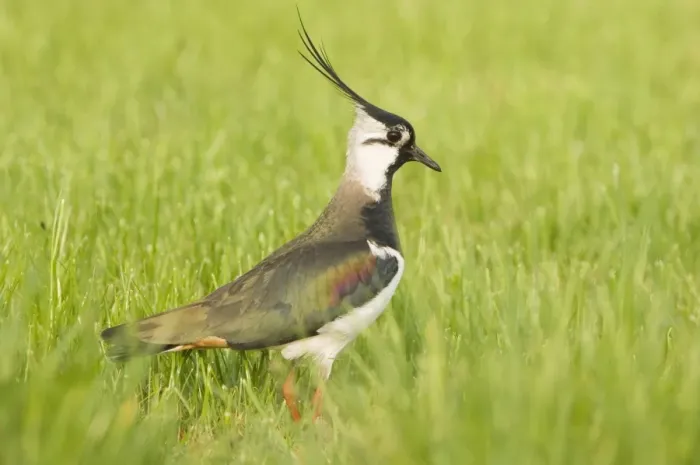 Framed Print : Northern Lapwing - Male in breeding season - The Netherlands - Overijssel Framed Print : Northern Lapwing - Male in breeding season - The Netherlands - Overijssel