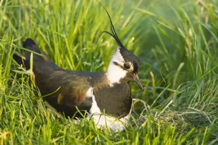 Framed Print : Northern Lapwing - Male on nest - The Netherlands - Overijssel Framed Print : Northern Lapwing - Male on nest - The Netherlands - Overijssel
