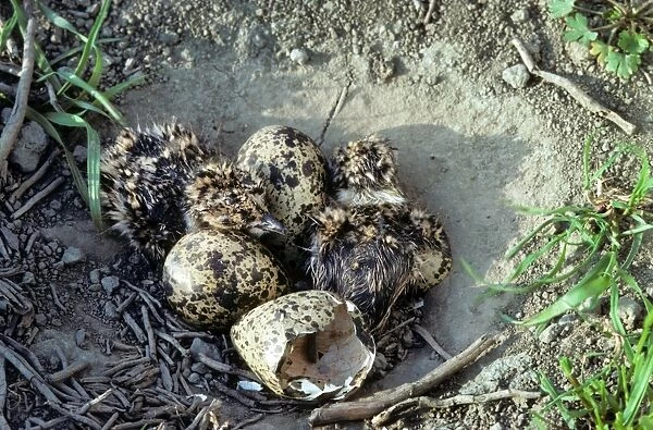 Northern Lapwing - nest with chicks and eggs