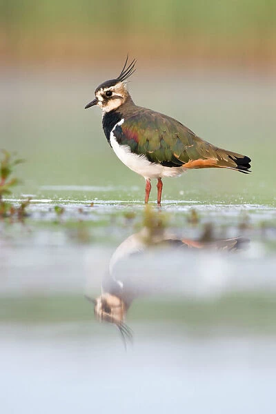 Northern Lapwing Waterlevel perspective of bird standing in shallow water. Cleveland, UK