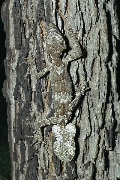 Northern Leaf Tailed Gecko - Camouflaged against bark of tree - North Queensland rainforest - Queensland - Australia JPF08702