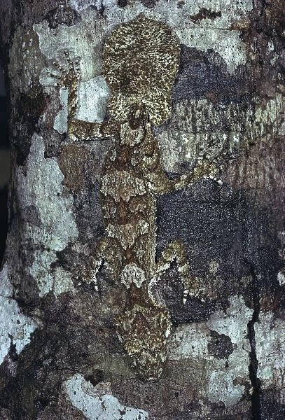 Northern Leaf Tailed Gecko - Camouflaged against bark of tree - North Queensland rainforest - Queensland - Australia JPF08705