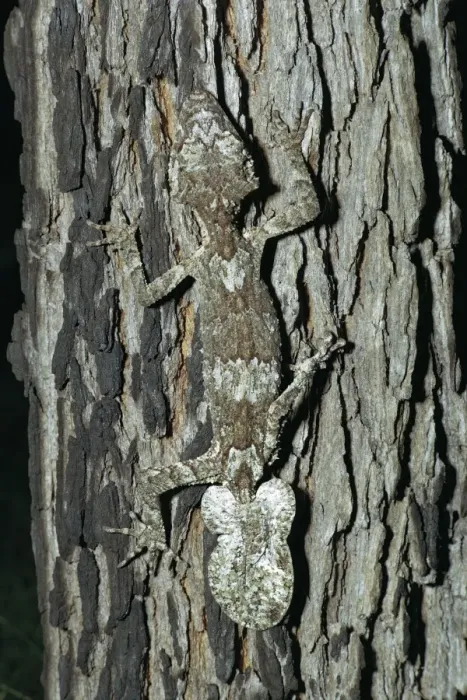Framed Print : Northern Leaf Tailed Gecko - Camouflaged against bark of tree - North Queensland rainforest - Queensland - Australia JPF08702