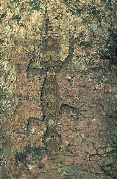 Northern Leaf-tailed Gecko - Lamington Nationalpark - Australia