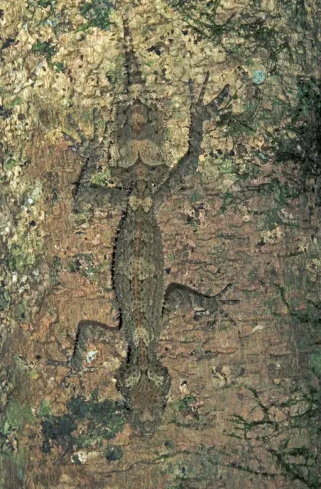 Framed Print : Northern Leaf-tailed Gecko - Lamington Nationalpark - Australia Framed Print : Northern Leaf-tailed Gecko - Lamington Nationalpark - Australia