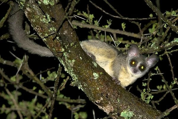 Northern Lesser Galago - at night on acacia branch - Ngorongoro Conservation Area - Tanzania - Africa