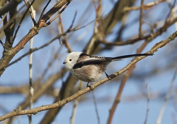 Northern Long-tailed Tit - (all white head) vagrant - Southwold - Suffolk - October