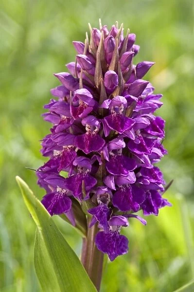 Northern Marsh-Orchid - close up of flower head - North Uist - Outer Hebrides - Scotland