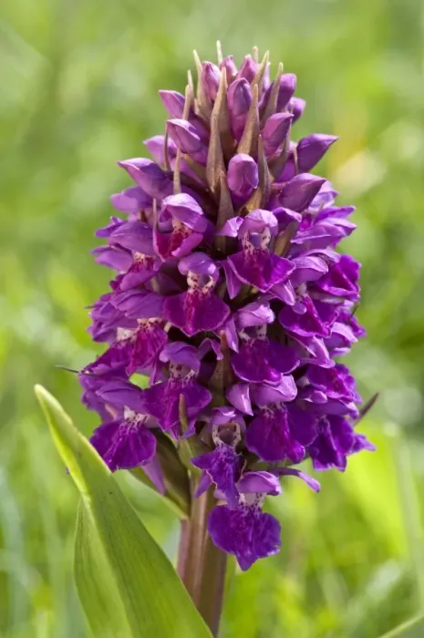 Framed Print : Northern Marsh-Orchid - close up of flower head - North Uist - Outer Hebrides - Scotland Framed Print : Northern Marsh-Orchid - close up of flower head - North Uist - Outer Hebrides - Scotland