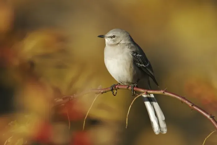 Framed Print : Northern Mockingbird