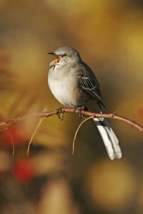 Framed Print : Northern Mockingbird Framed Print : Northern Mockingbird