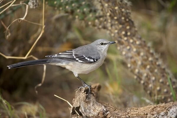 Northern Mockingbird - Excellent songster - Some are excellent mimics of other species - Eats insects and fruit - Originally found in scrubby woodland-canyons-and the like and is now also a common garden bird