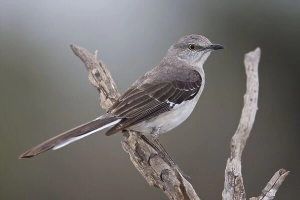 Northern Mockingbird South Texas in March