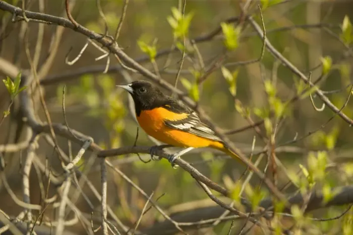 Framed Print : Northern Oriole - Perched on branch. Formerly considered two species-the Baltimore Oriole in the east and the Bullock's Oriole in the west-Adult male Baltimore'has black hood and upper back