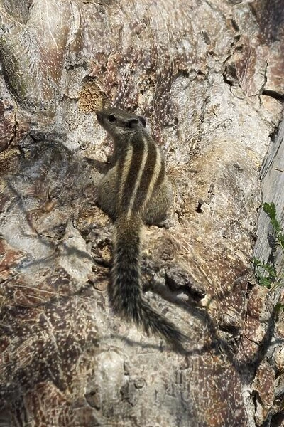 Northern Palm  /  Five-striped Palm Squirrel Found in the northern half of India in woodlands but also in urban areas with trees. Photographed in Jodhpur at the Palace Gates for the Hill Fort, India, Asia