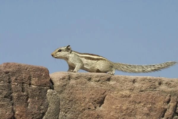 Northern Palm  /  Five-striped Palm Squirrel Found in the northern half of India in woodlands but also in urban areas with trees. Photographed in Jodhpur, at the Palace gates for the Hill Fort, India, Asia