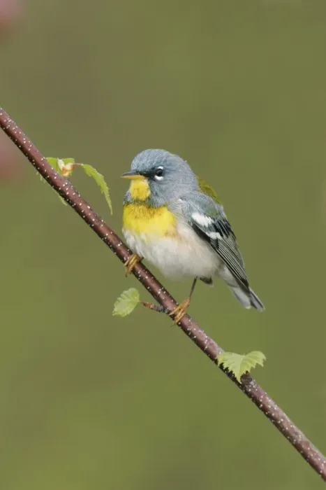 Framed Print : Northern Parula Framed Print : Northern Parula