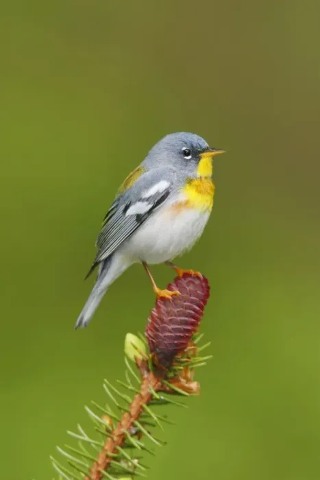 Framed Print : Northern Parula Framed Print : Northern Parula