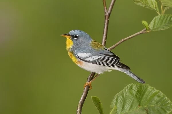 Northern Parula - adult male on breeding territory - May - Connecticut - USA