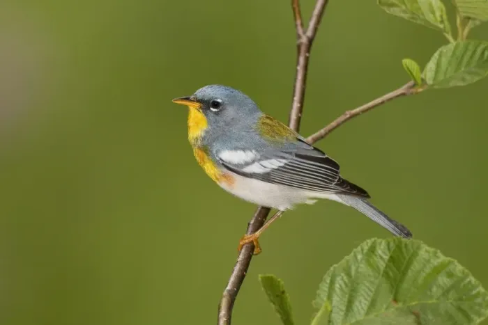 Framed Print : Northern Parula - adult male on breeding territory - May - Connecticut - USA Framed Print : Northern Parula - adult male on breeding territory - May - Connecticut - USA