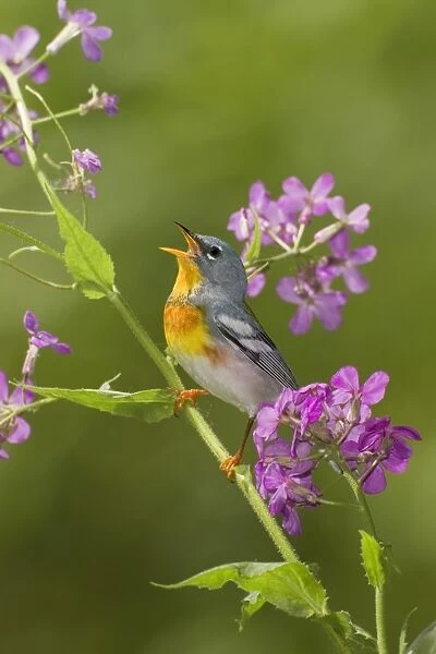 Northern Parula - adult male singing - on breeding territory - May - Connecticut - USA