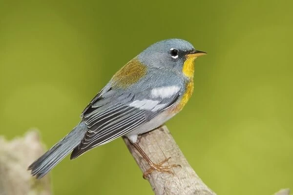 Northern Parula male on territory in CT. May. USA
