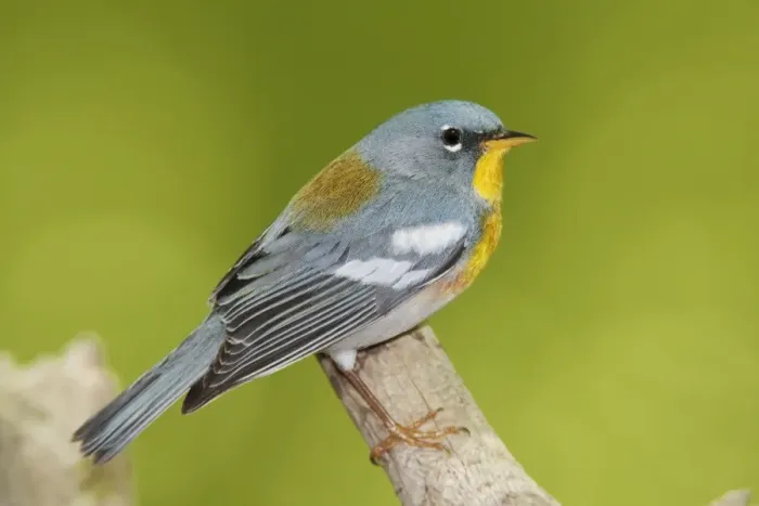 Framed Print : Northern Parula male on territory in CT. May. USA
