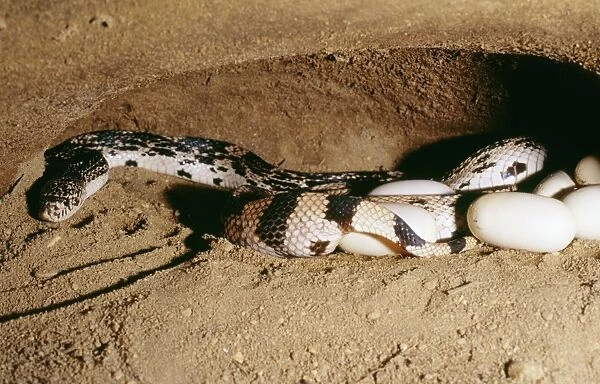 Northern Pine Snake Laying eggs, USA