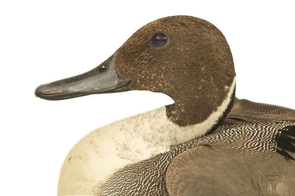 Northern Pintail Domestic Duck