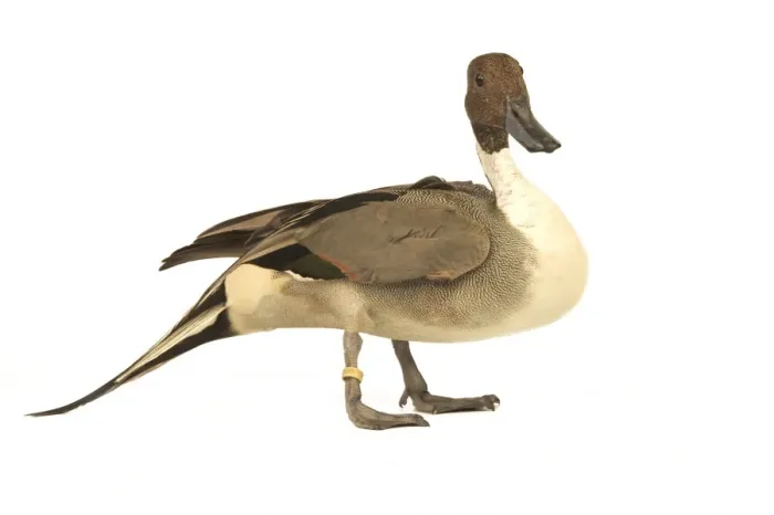 Framed Print : Northern Pintail Domestic Duck Framed Print : Northern Pintail Domestic Duck