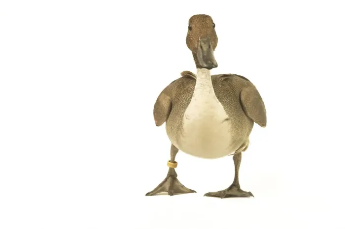 Framed Print : Northern Pintail Domestic Duck Framed Print : Northern Pintail Domestic Duck
