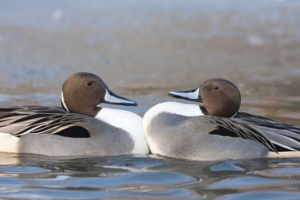 Northern Pintail - Two drakes fighting due to cramped conditions on a small patch of unfrozen water. England, UK