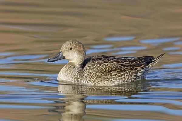 Northern Pintail - female