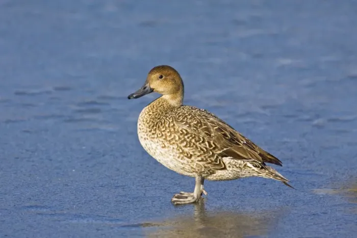 Framed Print : Northern Pintail - female in winter. Connecticut in January Framed Print : Northern Pintail - female in winter. Connecticut in January