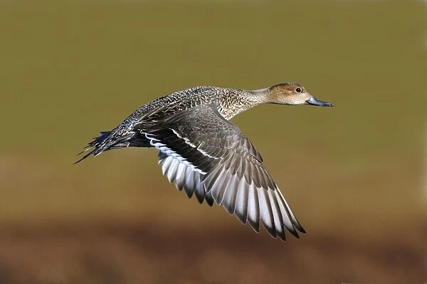 Northern Pintail - in flight in winter. Connecticut in January