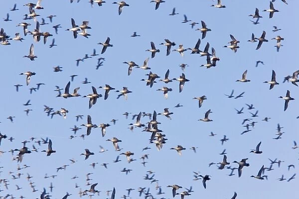 Northern Pintail - flock in flight, California, United States