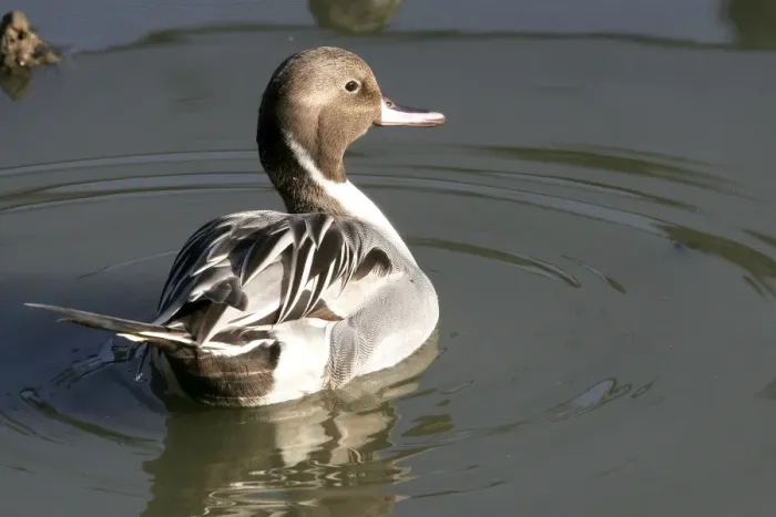 Framed Print : Northern Pintail - Male Aiguamolls, RAMSAR Site, Spain Framed Print : Northern Pintail - Male Aiguamolls, RAMSAR Site, Spain