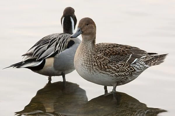 Northern Pintail - pair standing at the edge of a lake. England, UK