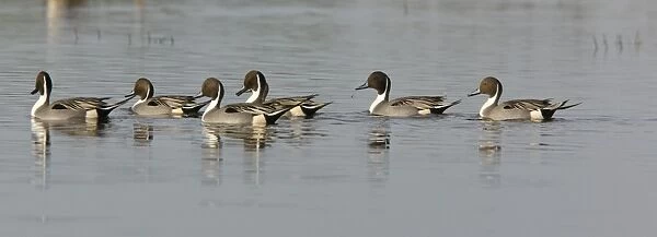 Northern Pintails - flock in winter