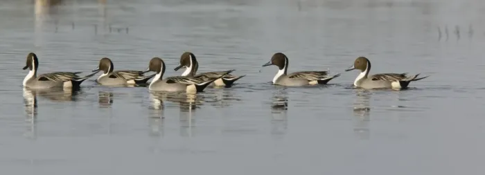 Framed Print : Northern Pintails - flock in winter Framed Print : Northern Pintails - flock in winter