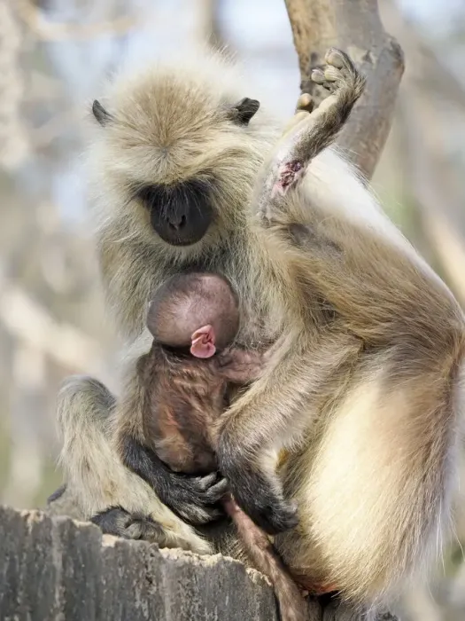 Framed Print : Northern Plains Grey Langur - mother with new born baby Semnopithecus entellus Rajasthan, India MA003949 Framed Print : Northern Plains Grey Langur - mother with new born baby Semnopithecus entellus Rajasthan, India MA003949