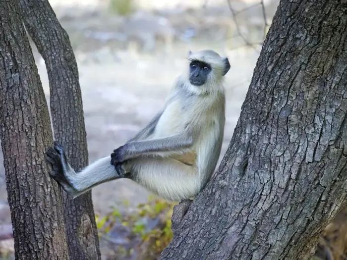 Framed Print : Northern Plains Grey Langur Semnopithecus entellus Rajasthan, India MA003972 Framed Print : Northern Plains Grey Langur Semnopithecus entellus Rajasthan, India MA003972