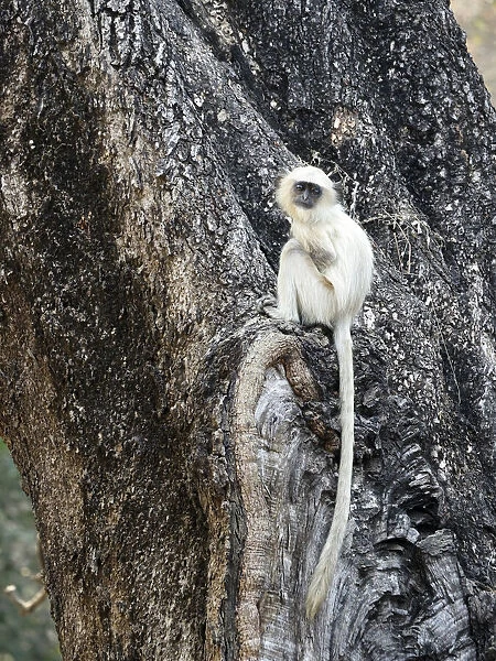 Northern Plains Grey Langur - youngster Semnopithecus entellus Rajasthan, India MA003969