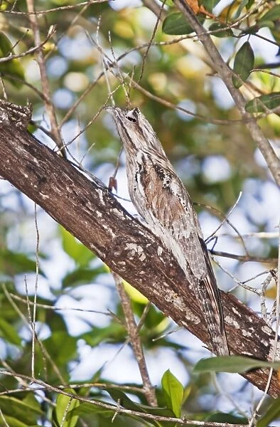 Northern Potoo. A nocturnal bird belonging to the potoo family. San Blas Mexico in March