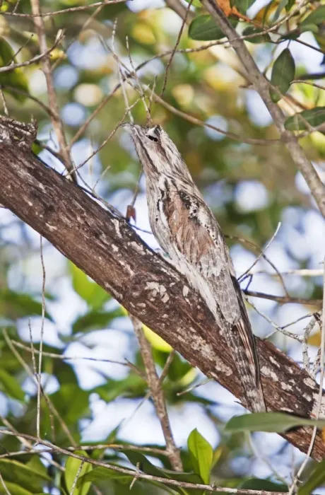 Framed Print : Northern Potoo. A nocturnal bird belonging to the potoo family. San Blas Mexico in March Framed Print : Northern Potoo. A nocturnal bird belonging to the potoo family. San Blas Mexico in March